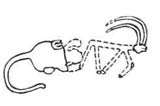 Древнейшее изображение сцены терзания. Майкопская культура. Второй сунженский курган. Северная Осетия, III тыс. до н.э.